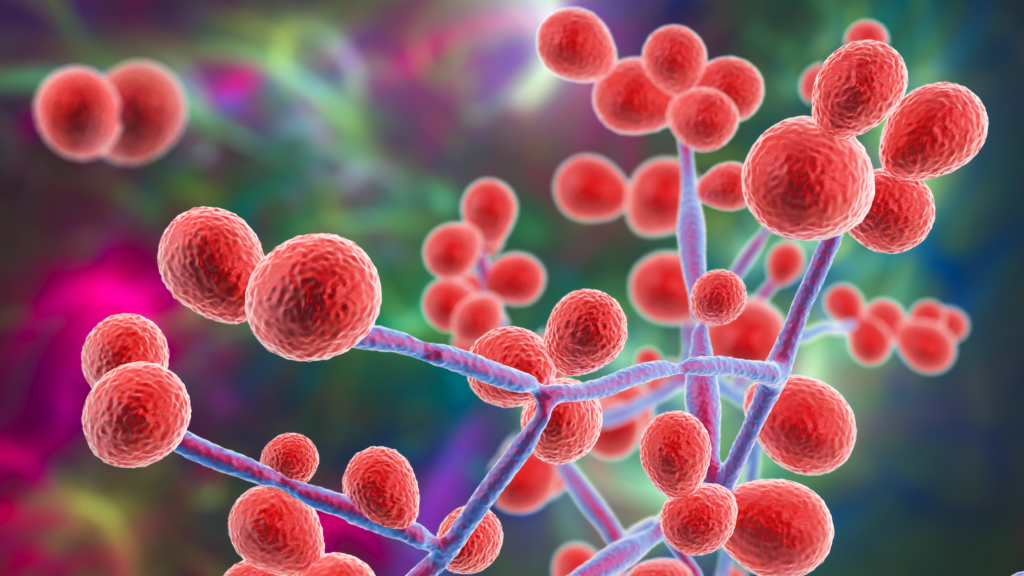 immune-pathway-identified-that-prevents-c.-albicans-infection-from-becoming-deadly