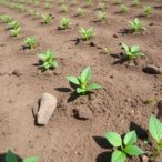 no-till-and-microbial-fertilizers-jointly-boost-carbon-storage-in-nutrient-poor-albic-soils