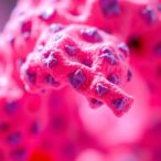 scientists-unveil-over-600-new-human-cancer-tissue-models