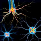 targeting-sensory-nerves-after-growth-plate-injuries-could-enhance-healing
