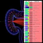 chrono-atlas-maps-cell-specific-daily-gene-rhythms-during-colon-regeneration
