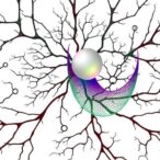 neural-precursor-divides-into-two-cell-lineages-earlier-than-expected