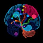 early-parkinson’s-disease-shows-sex-differences-in-striatal-functional-connectivity