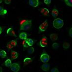 prime-editing-precisely-corrects-gjb2-c.235delc-mutation-in-laboratory-cells