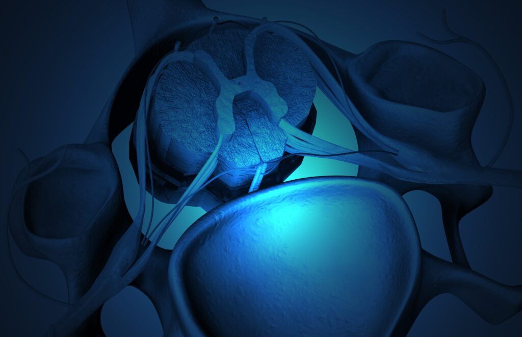 engineered-human-interneuron-transplants-repair-respiratory-circuits-in-injured-rats