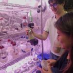 algae-based-food-product-development-earns-gates-foundation-award