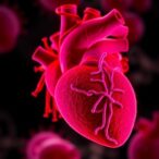 dnmt1-targeted-macrophages-deliver-drug-loaded-nanoparticles-to-reduce-heart-transplant-fibrosis