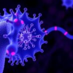cafs-suppress-pancreatic-cancer-immunity-through-the-lin28b-sting-axis