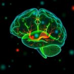 how-early-life-stress-leaves-lasting-scars-within-brain-cells
