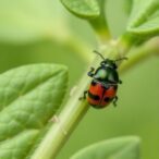 garlic-spearmint-nanoemulsion-controls-adzuki-bean-beetles-with-minimal-nontarget-effects