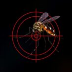 mosquitoes-target-specific-blood-types—and-yours-may-not-be-among-them