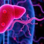 declining-liver-integrity-triggers-adaptive-β-catenin-oncogenesis