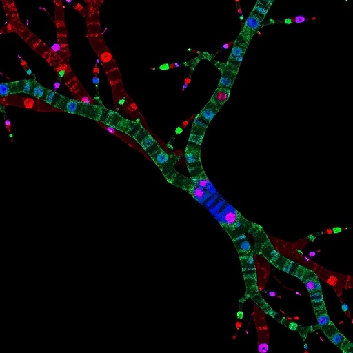 trk-and-igf1r-signaling-linked-to-delayed-ewing-sarcoma-growth