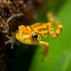 when-fever-fails,-infected-tadpoles-cool-down-to-combat-viruses