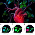 environmental-eustress-blocks-ccl2,-reducing-doxorubicin-heart-damage-and-slowing-tumor-growth