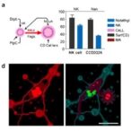 neutrophil-traps-drive-liver-metastasis-by-disrupting-nk-cell-surveillance-through-ccdc25