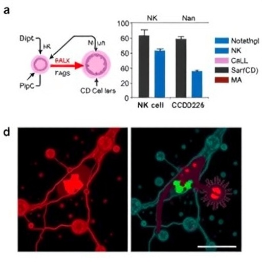 neutrophil-traps-drive-liver-metastasis-by-disrupting-nk-cell-surveillance-through-ccdc25