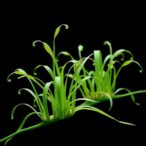 magnetic-kirigami-wearable-tracks-sap-flow-in-delicate-grass-like-plants