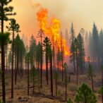 rapid-wildfires-reduce-forests’-ability-to-recover,-study-finds