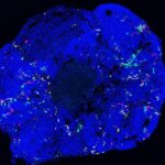 cortical-organoids-reveal-radial-glial-progenitor-lineage-dynamics