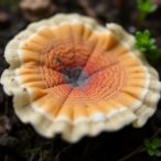 determining-a-fungus’s-age-is-surprisingly-difficult,-scientists-say