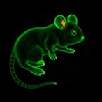 aat/serpina1-pi*z-variant-influences-gestation;-aat-prevents-preterm-birth-in-mice
