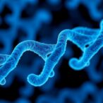 genomic-newborn-screening-examines-missed-cases-and-what-counts
