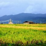 pangenome-guided-breeding-boosts-yield-and-high-altitude-adaptation-in-buckwheat
