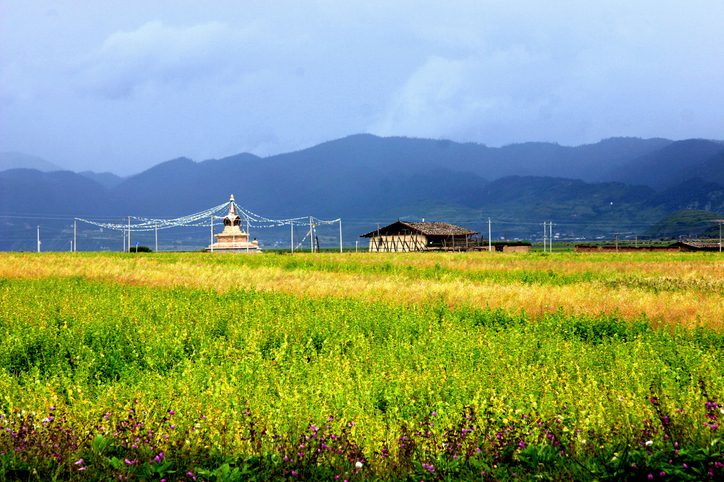 pangenome-guided-breeding-boosts-yield-and-high-altitude-adaptation-in-buckwheat