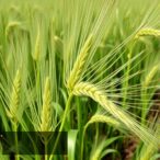 natural-tasce1-a1-allele-boosts-drought-resistance-in-wheat