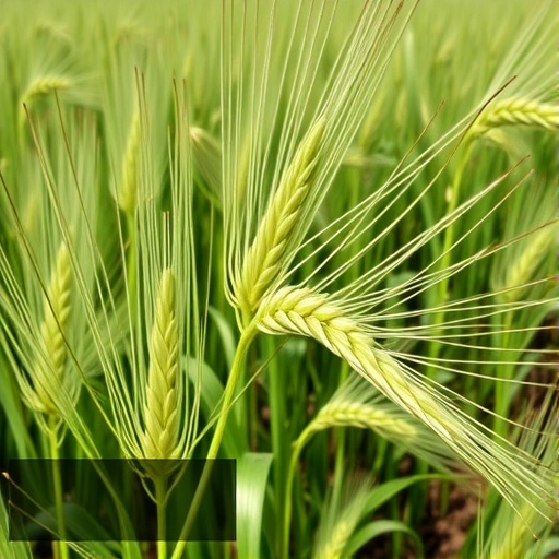 natural-tasce1-a1-allele-boosts-drought-resistance-in-wheat