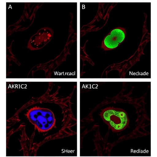 akr1c2-drives-cervical-cancer-lymph-node-metastasis-through-noncanonical-nuclear-activity