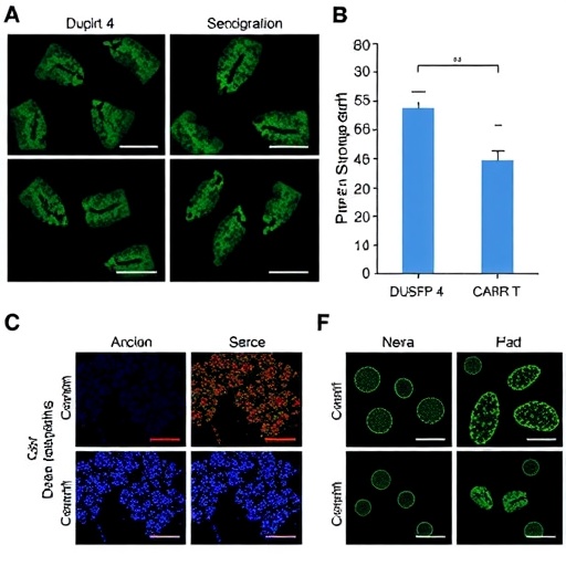 dusp4-boosts-antitumor-cd8+-t-cells,-car-t-efficacy-in-colorectal-cancer-mice
