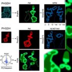 blocking-phgdh-overcomes-dabrafenib-resistance-through-metabolic-rewiring-in-thyroid-cancer