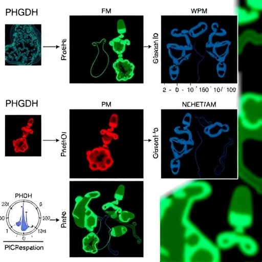 blocking-phgdh-overcomes-dabrafenib-resistance-through-metabolic-rewiring-in-thyroid-cancer