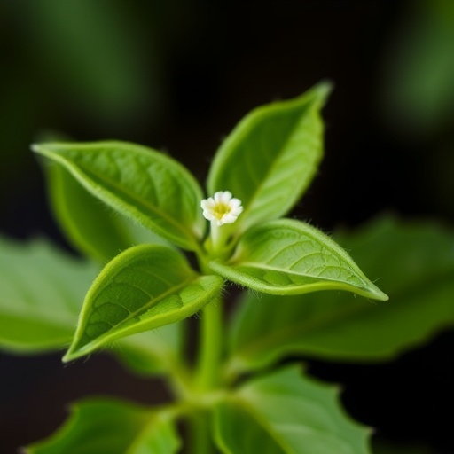 strubbelig–nhl3-receptor-complex-helps-arabidopsis-respond-to-cellulose-deficiency
