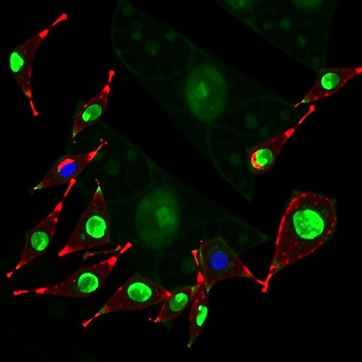 schisandrin-lignans-stabilize-gpx4-to-suppress-ferroptosis-in-drug-induced-liver-injury