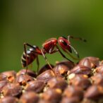 pesticide-exposure-disrupts-ants’-behavior-and-navigation