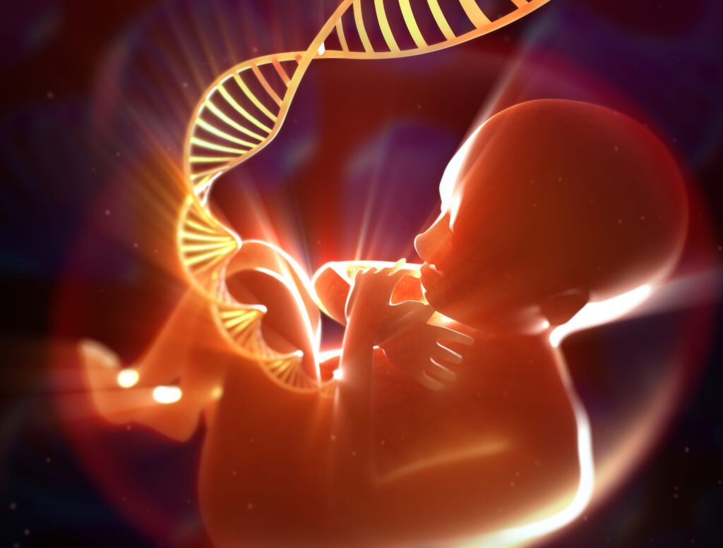 albumin-fused-antibodies-may-reduce-fetal-exposure-to-therapeutics