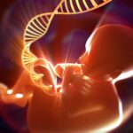 albumin-fused-antibodies-may-reduce-fetal-exposure-to-therapeutics
