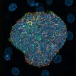 malaria-mosquito-bites-turned-into-immune-boosters-in-new-chemovaccination-strategy