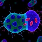 engineered-bacteria-mimic-organelles,-restore-pten-and-p53,-fight-cancer
