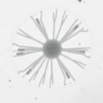 freeze-drying-method-reveals-bacterial-ultrastructure-in-scanning-electron-microscopy