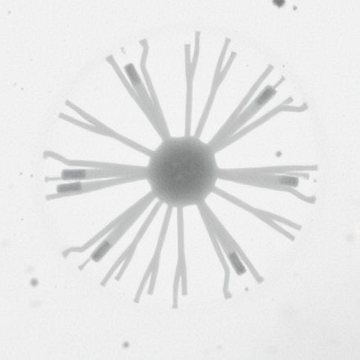 freeze-drying-method-reveals-bacterial-ultrastructure-in-scanning-electron-microscopy