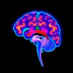 novel-imaging-technique-exposes-hormone-driven-changes-in-the-brain