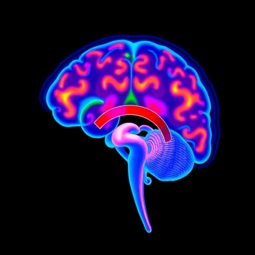 novel-imaging-technique-exposes-hormone-driven-changes-in-the-brain