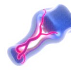 genetic-switches-may-program-3d-printed-bone-to-grow-blood-vessels