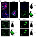 gut-cgas–sting–ifn-signaling-promotes-obesity-by-reducing-microbiota-derived-iaa-in-male-mice