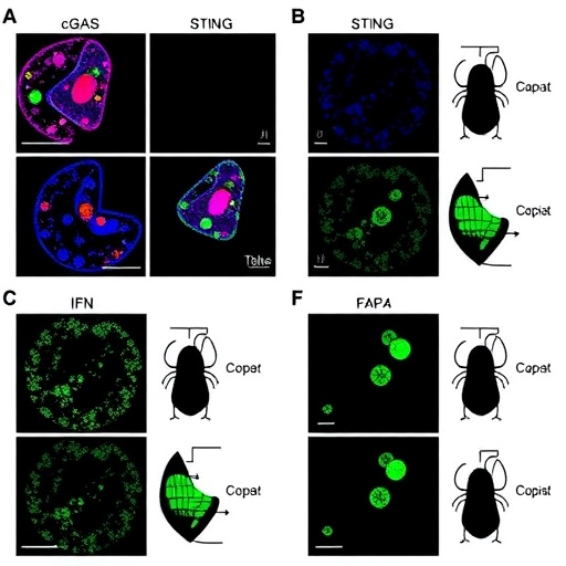 gut-cgas–sting–ifn-signaling-promotes-obesity-by-reducing-microbiota-derived-iaa-in-male-mice