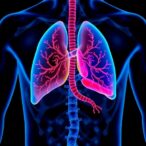 researchers-uncover-sex-based-differences-in-liver-structure-and-function